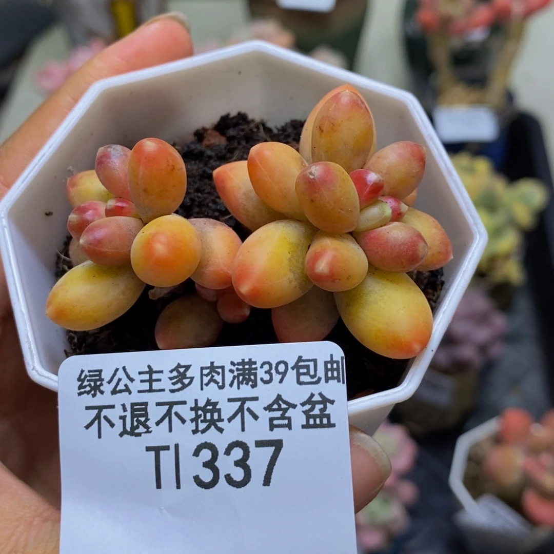 337香蕉树多肉3c m