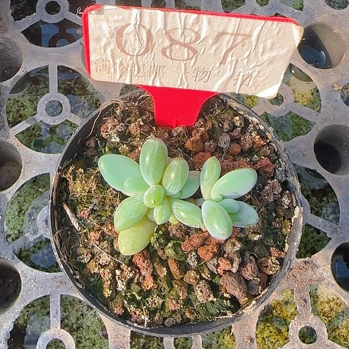 企鹅087多肉植物