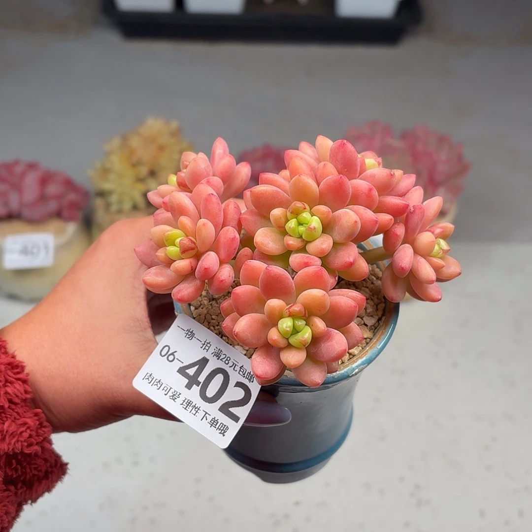 香格拉拉无盆土发货无盆