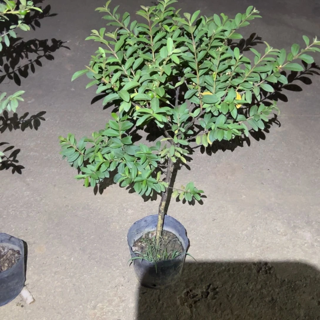 无花朵绿植盆栽植物花卉植物