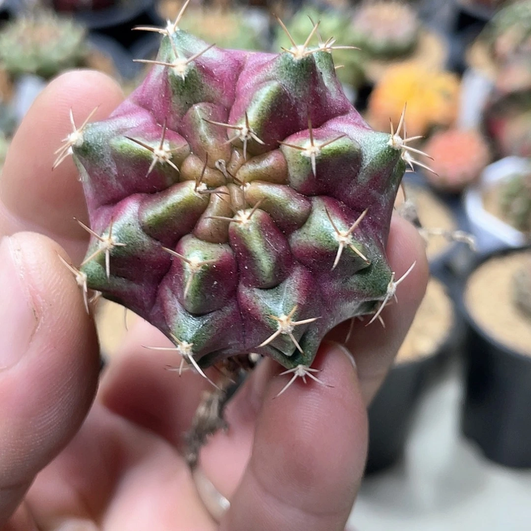 无花朵泰系名品侧，紫色星云