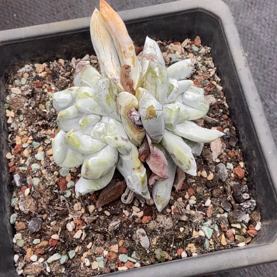 幽***幽福利多肉植物啦啦啦