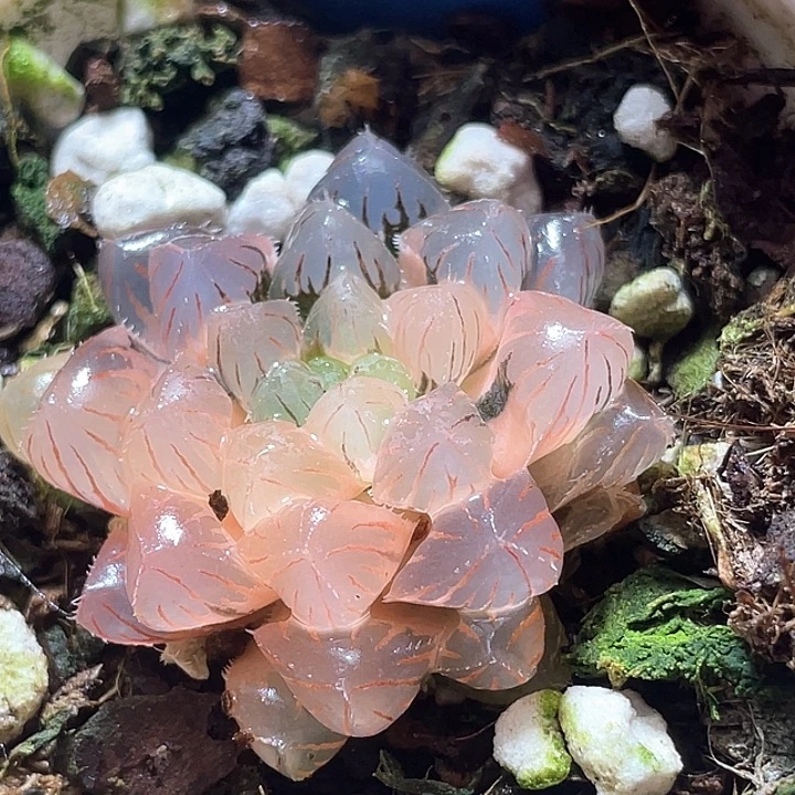 573糊斑红粉佳人锦特选福利