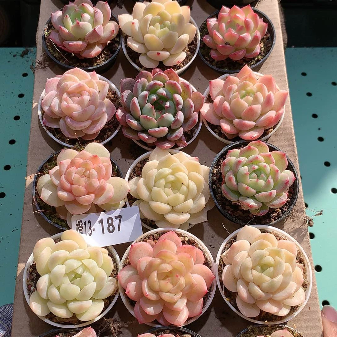 13-187一物一拍带盆18颗。