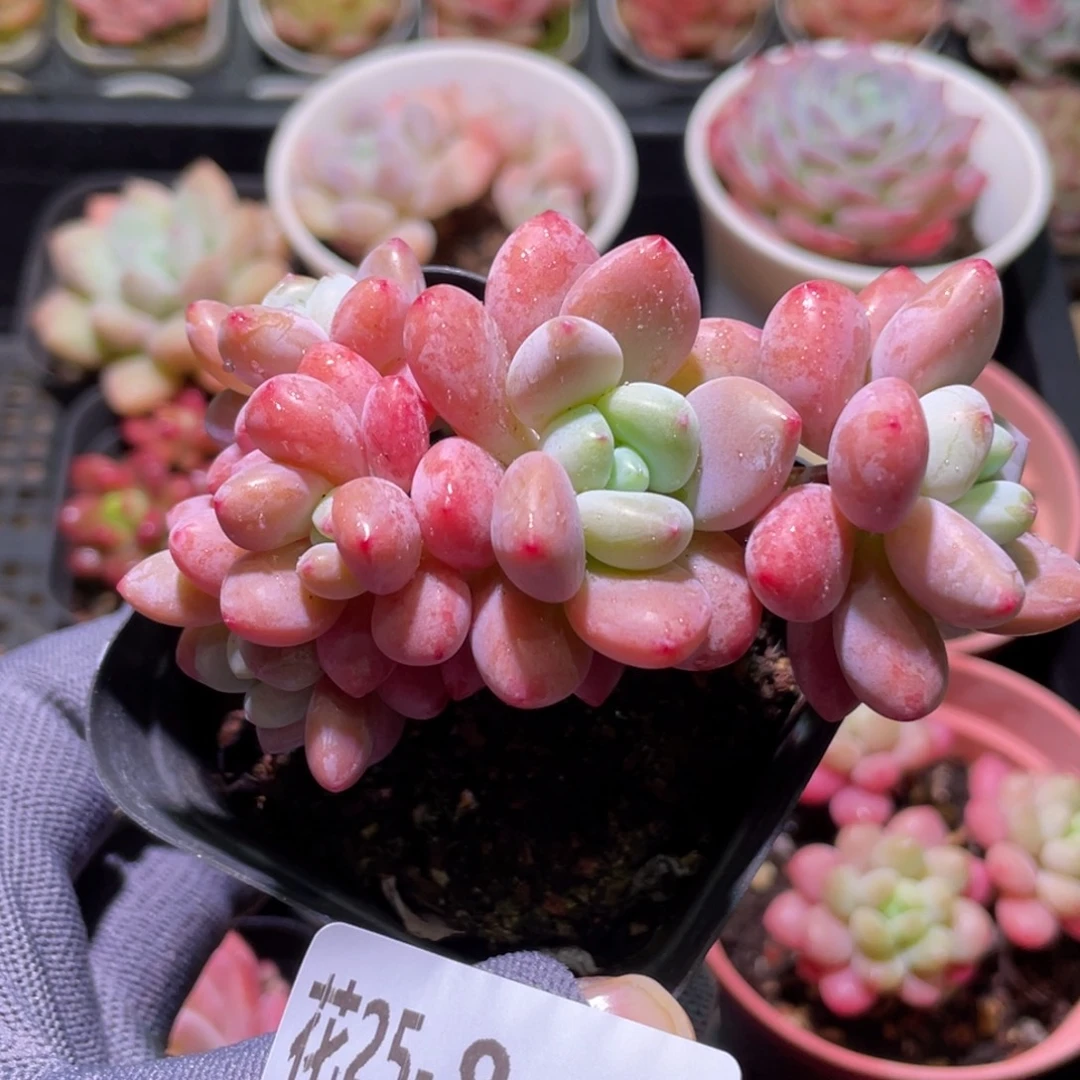 花利美25-8洛神群