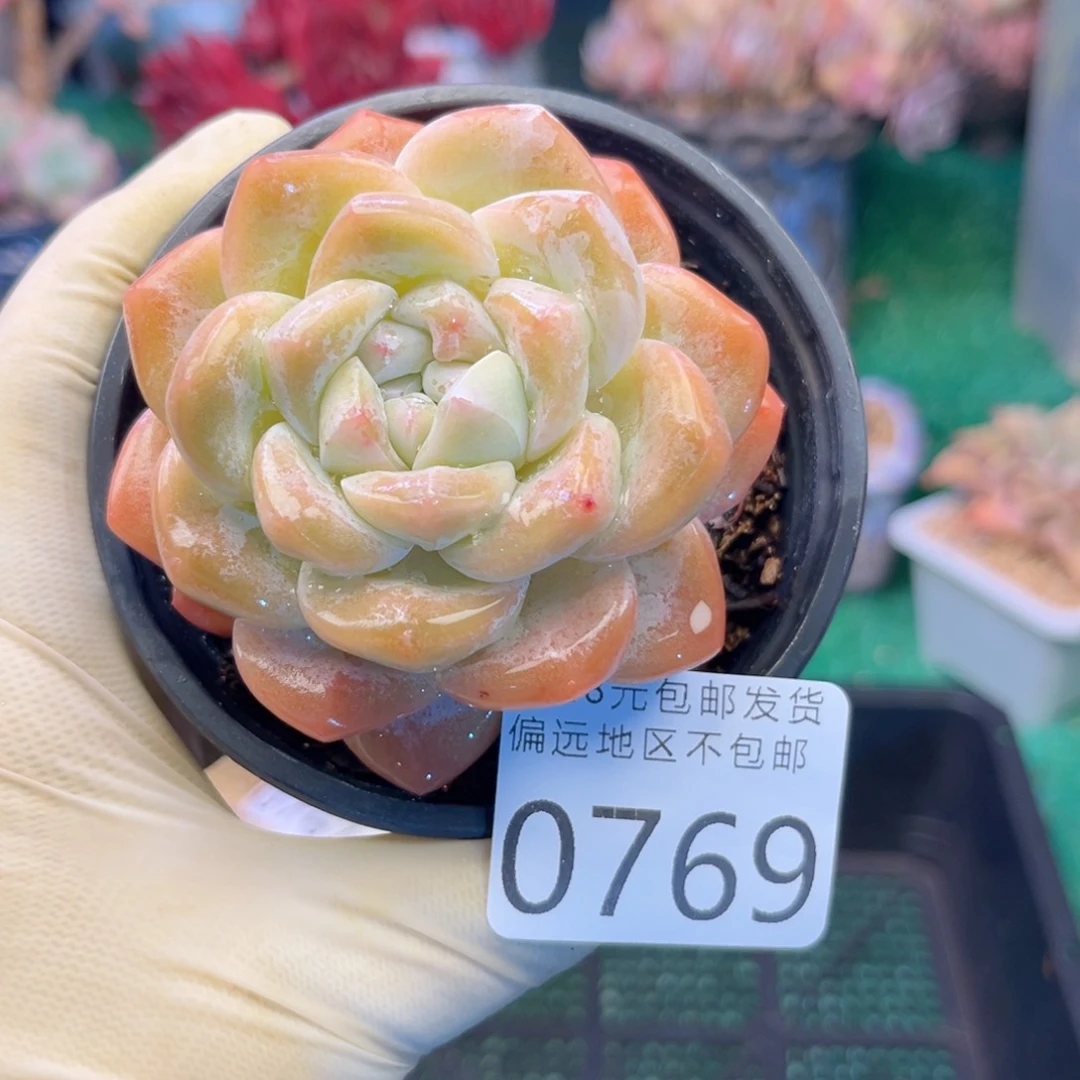 大0769；h ch d g h f h h n