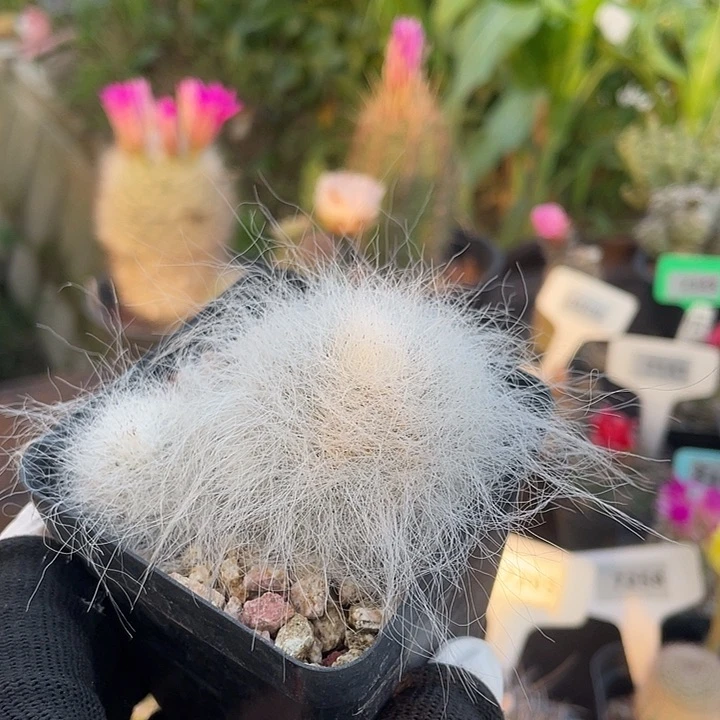 7319两个折后价格