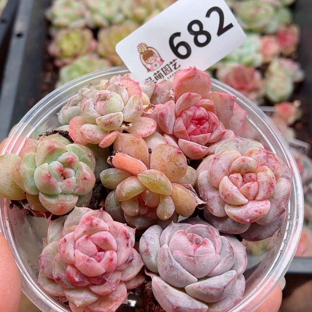 多肉植物多肉植物