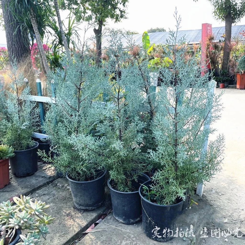 蓝冰柏盆栽大苗庭院常绿乔木耐寒耐热观赏蓝色植物