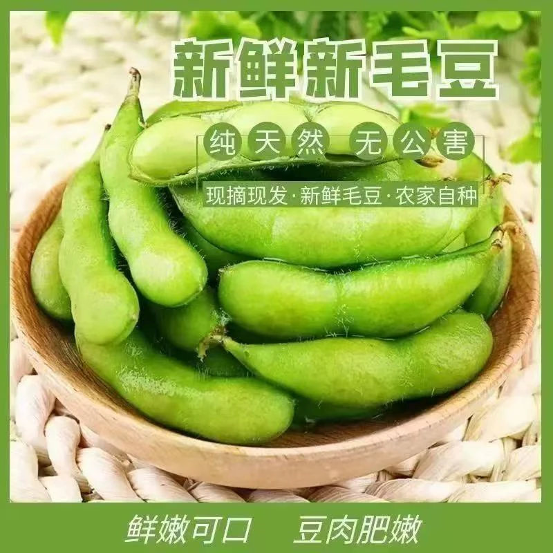 毛豆新鲜带壳现摘嫩豆青豆角米蔬菜当季徐州农家素菜自种鼓豆