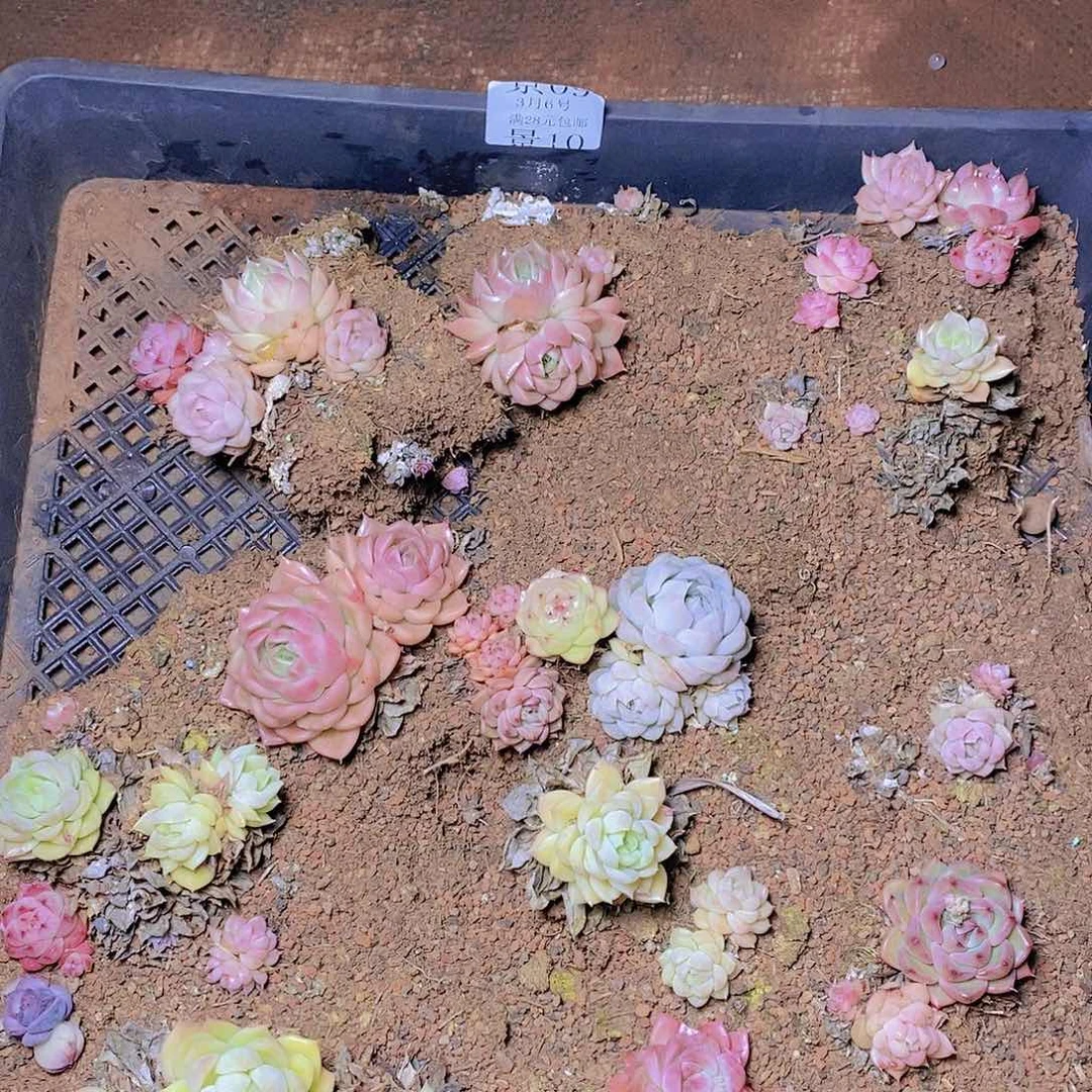 【闪购商品】云10号