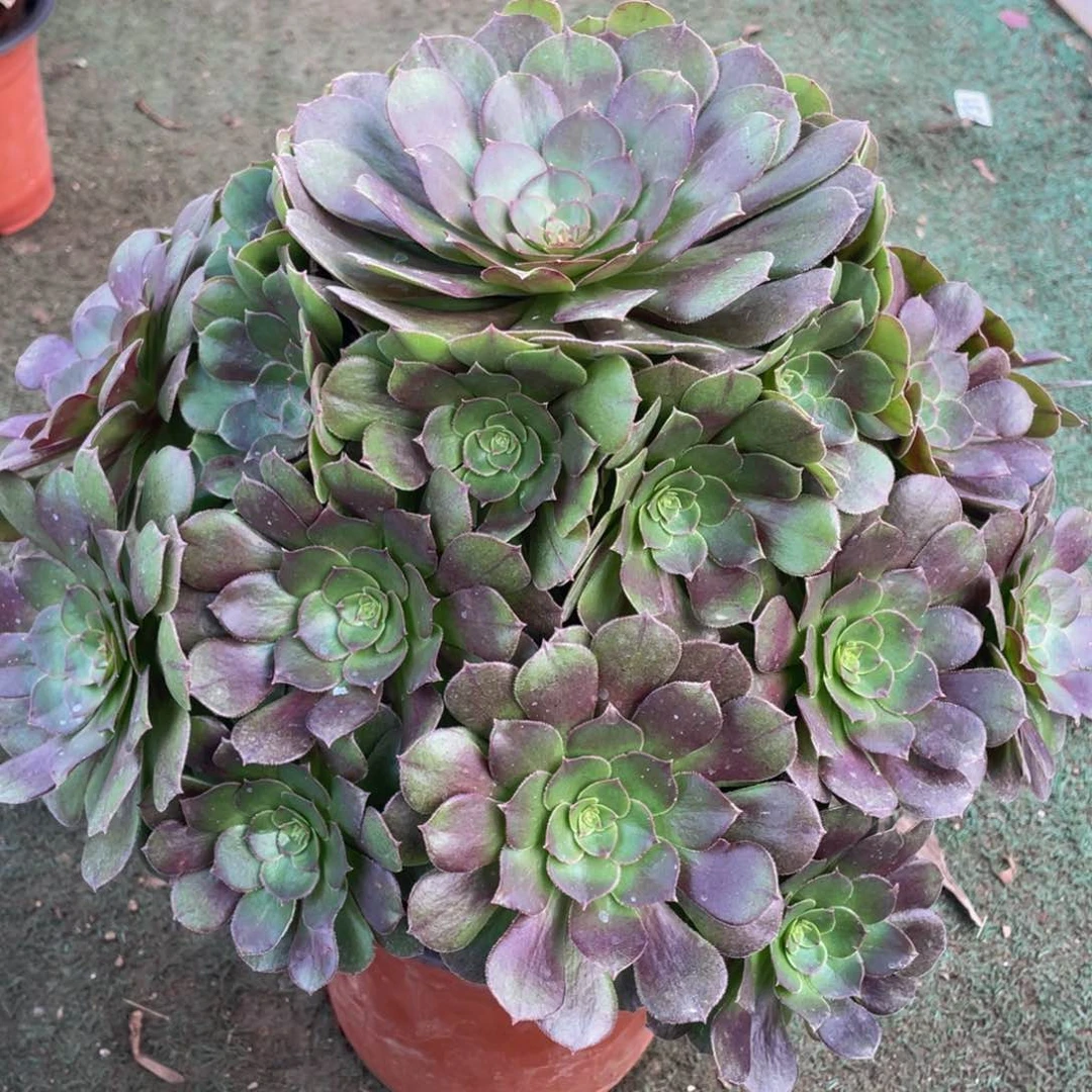 047万圣节精品法师老桩