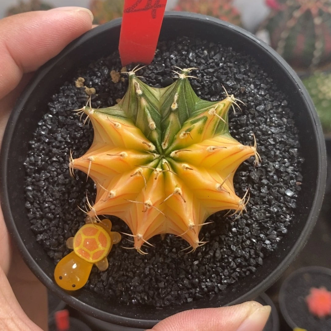 泰系肋骨锦—带盆土发货25