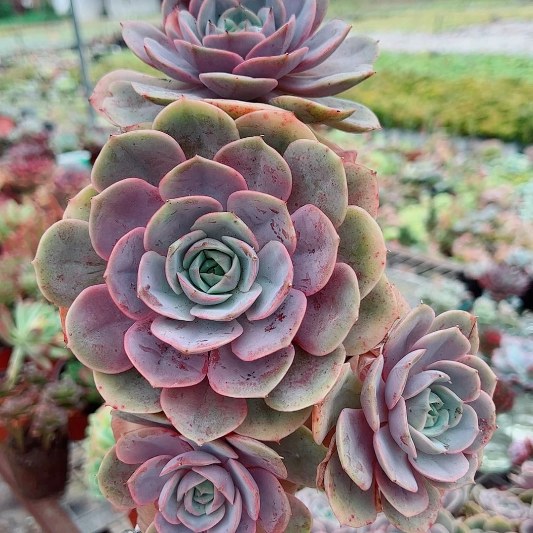 蓝色苍鹭多头大盆群老桩