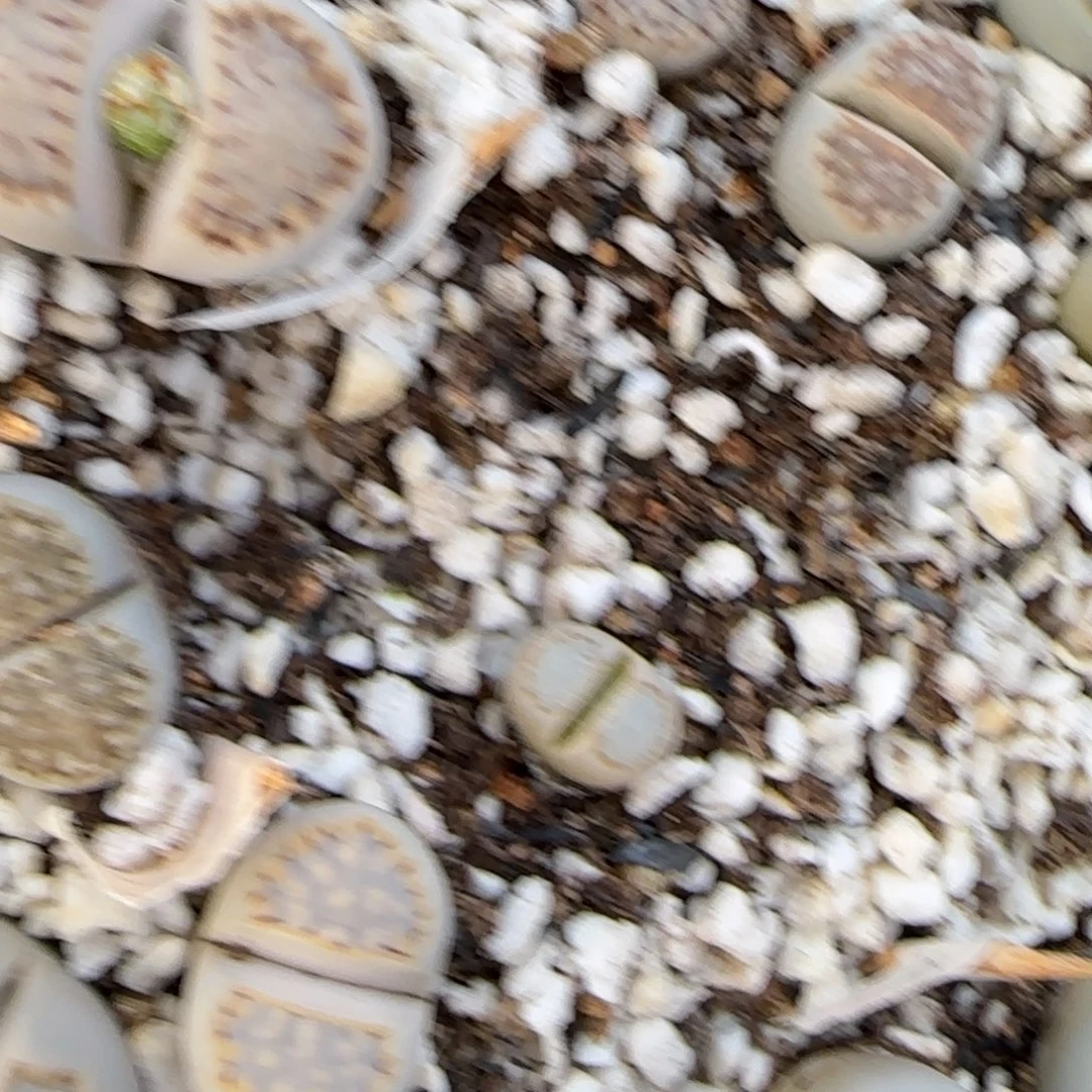 栖****12.7.1621.6糖霜饼干.9162鼻噶