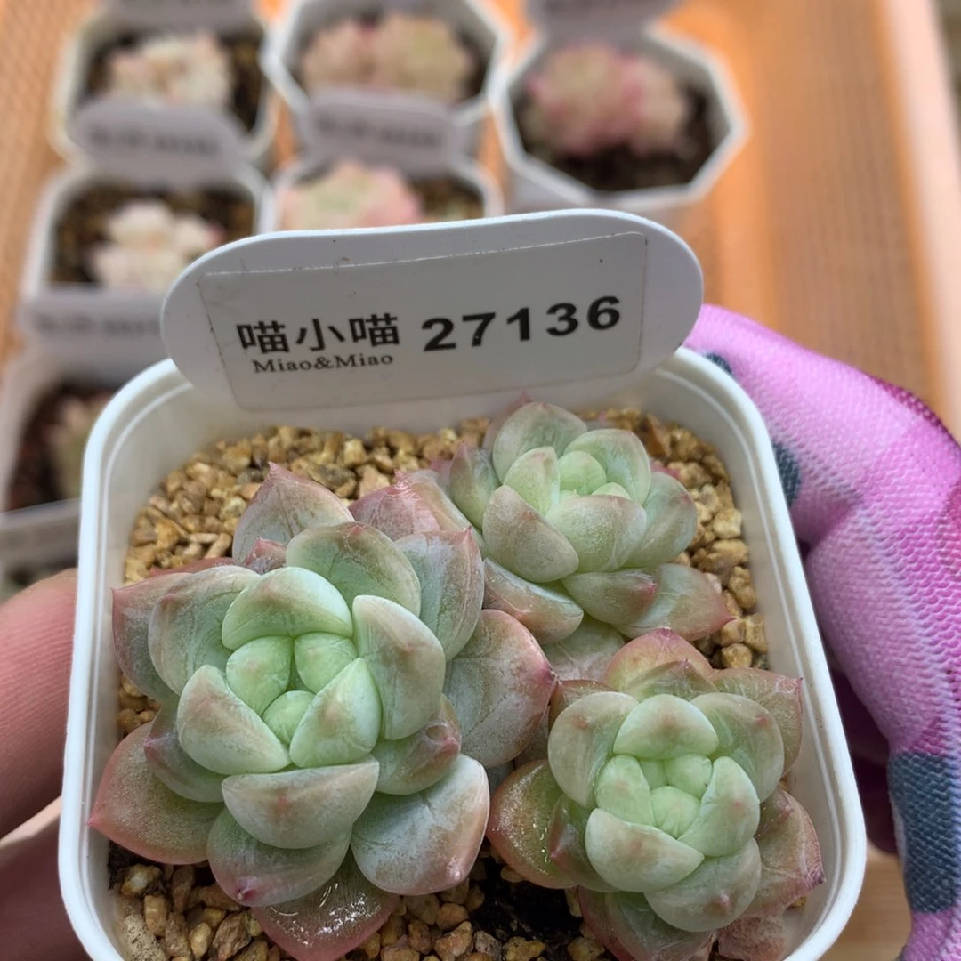 多肉植物糖心珍妮