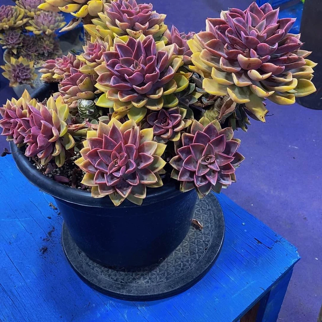 紫气东来多肉多肉植物