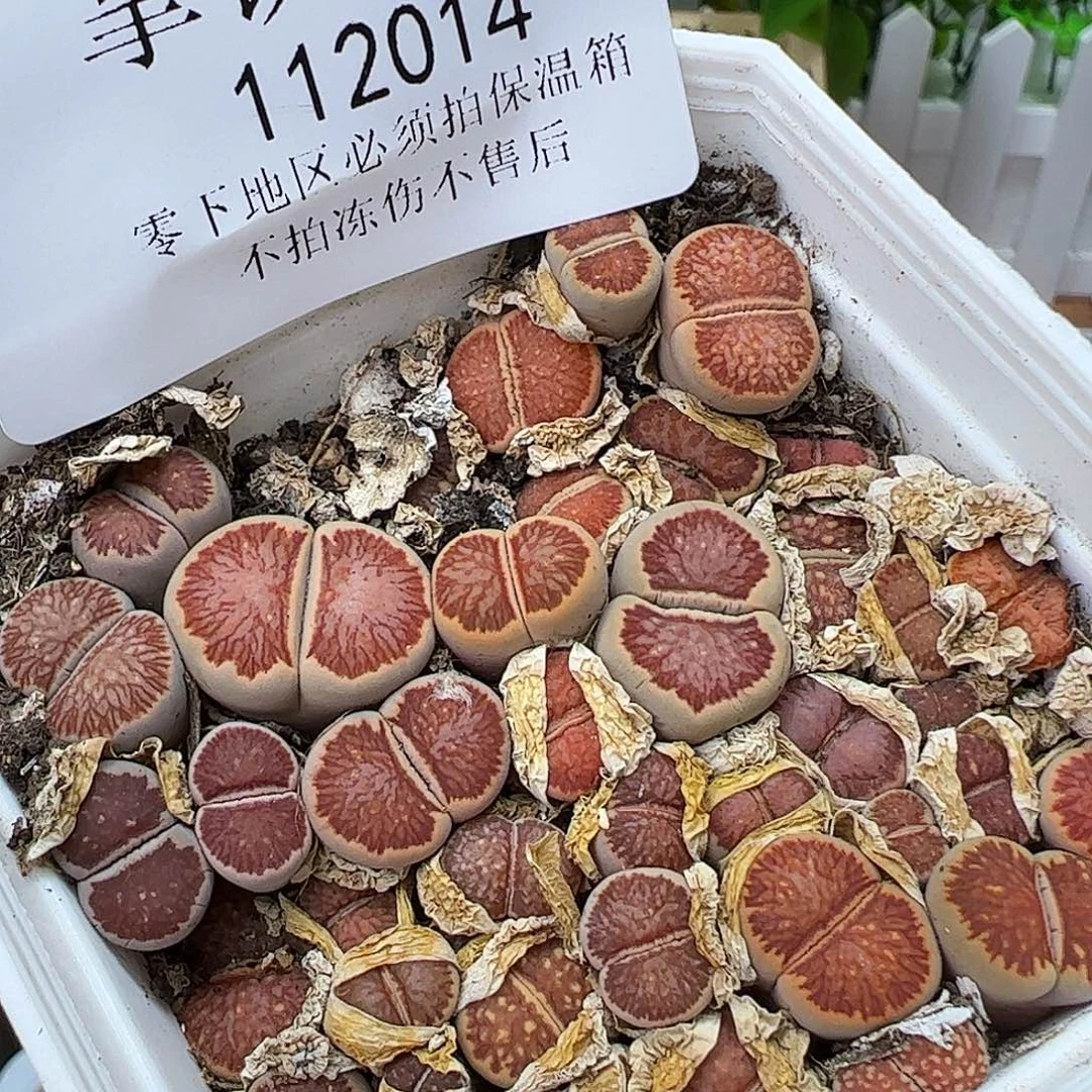 112014/可带盆发………有点微徒