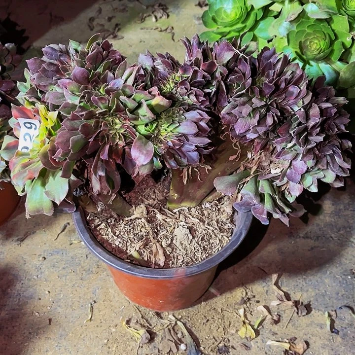 029香妃多肉植物