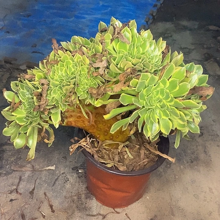 青檬锦缀多肉植物059