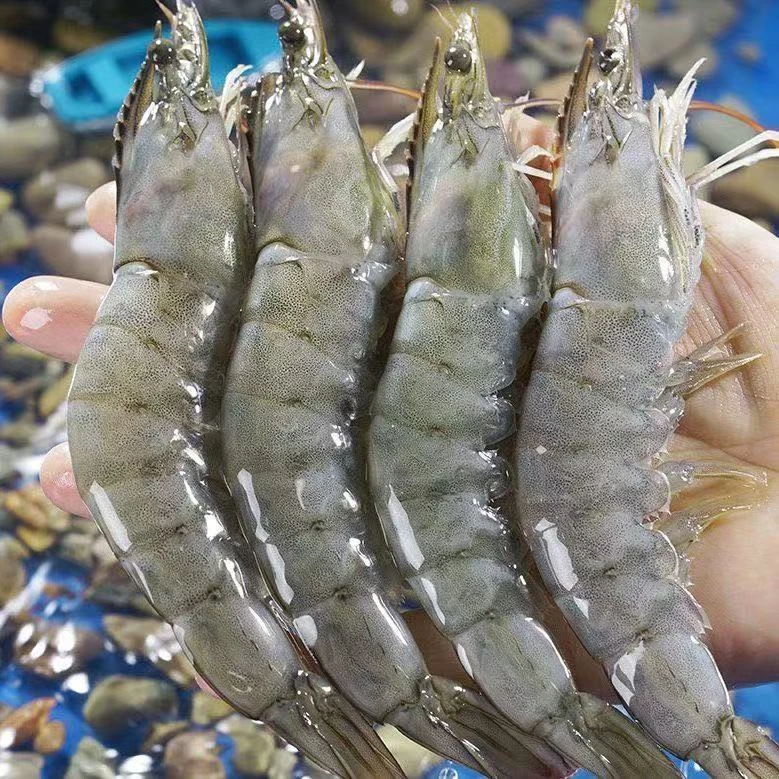 【20-30大虾】渔船上岸大号海洋大虾 新鲜速冻到手一盒 45-50只