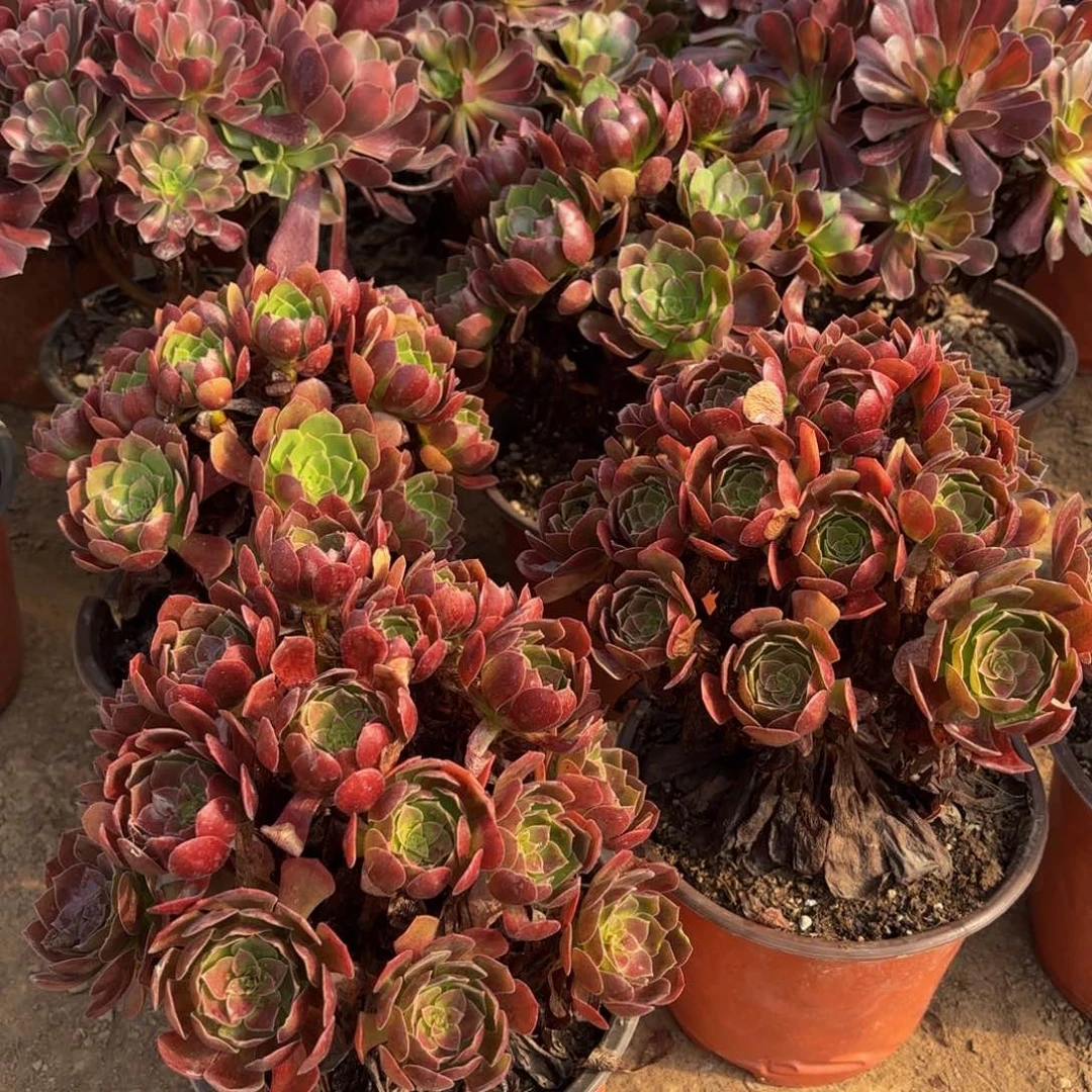 黑玫瑰掐心手捧9.9木质老