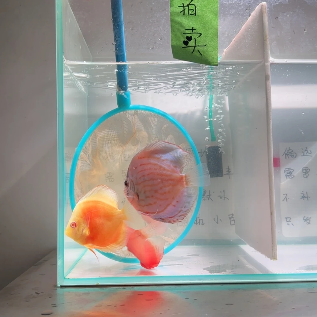 七彩神仙鱼七彩8-11，4条价格