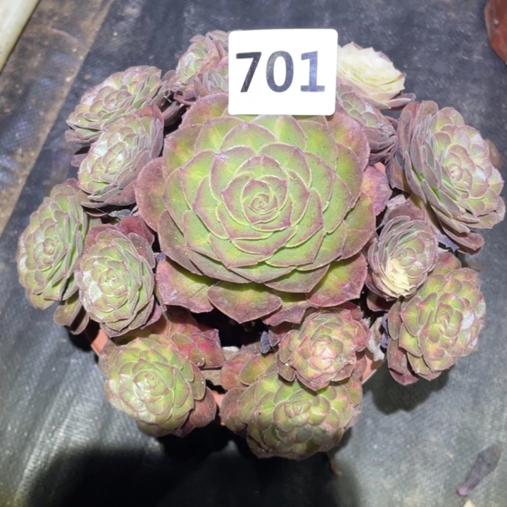 海王七彩701号多肉植物