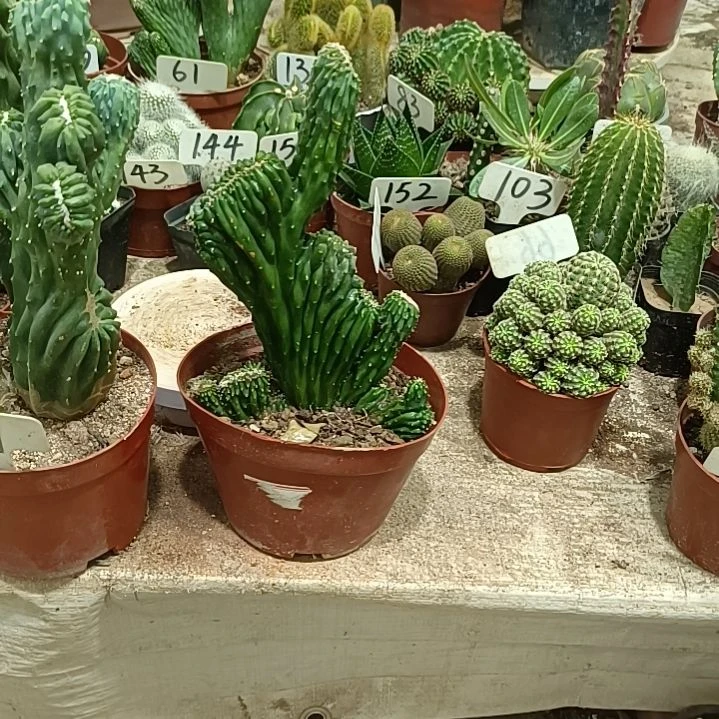 无花朵五指山裸根发货