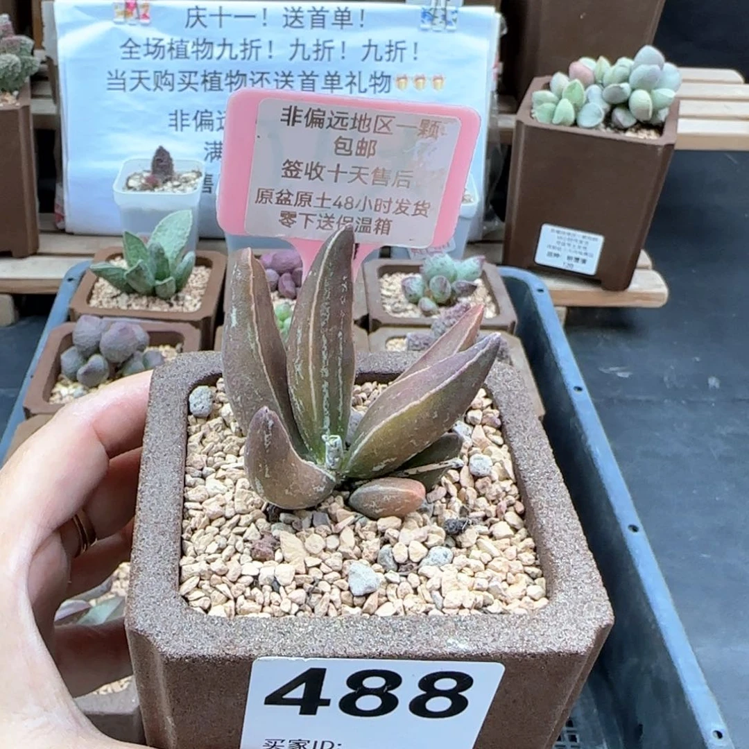 488黑肌楞叶多肉植物