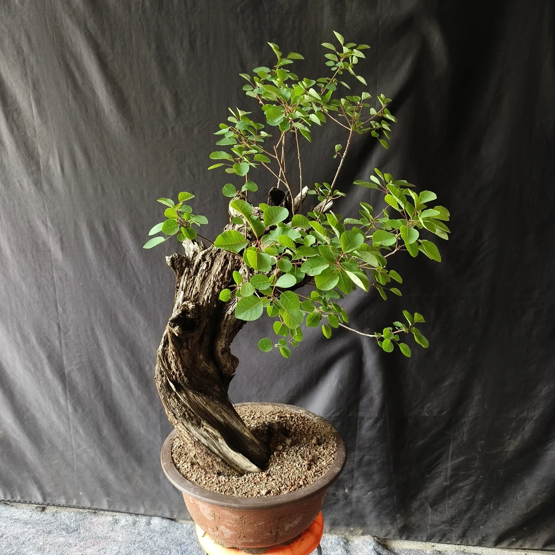 黄栌 黄荆盆景素材 直播间一物一拍 请勿随意下单