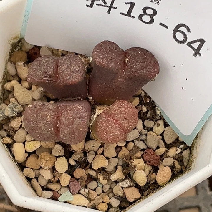 姬***君18-64肉锥多肉植物