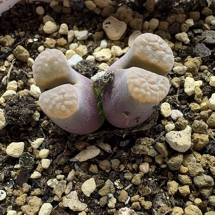 老马生石花磁铁2534
