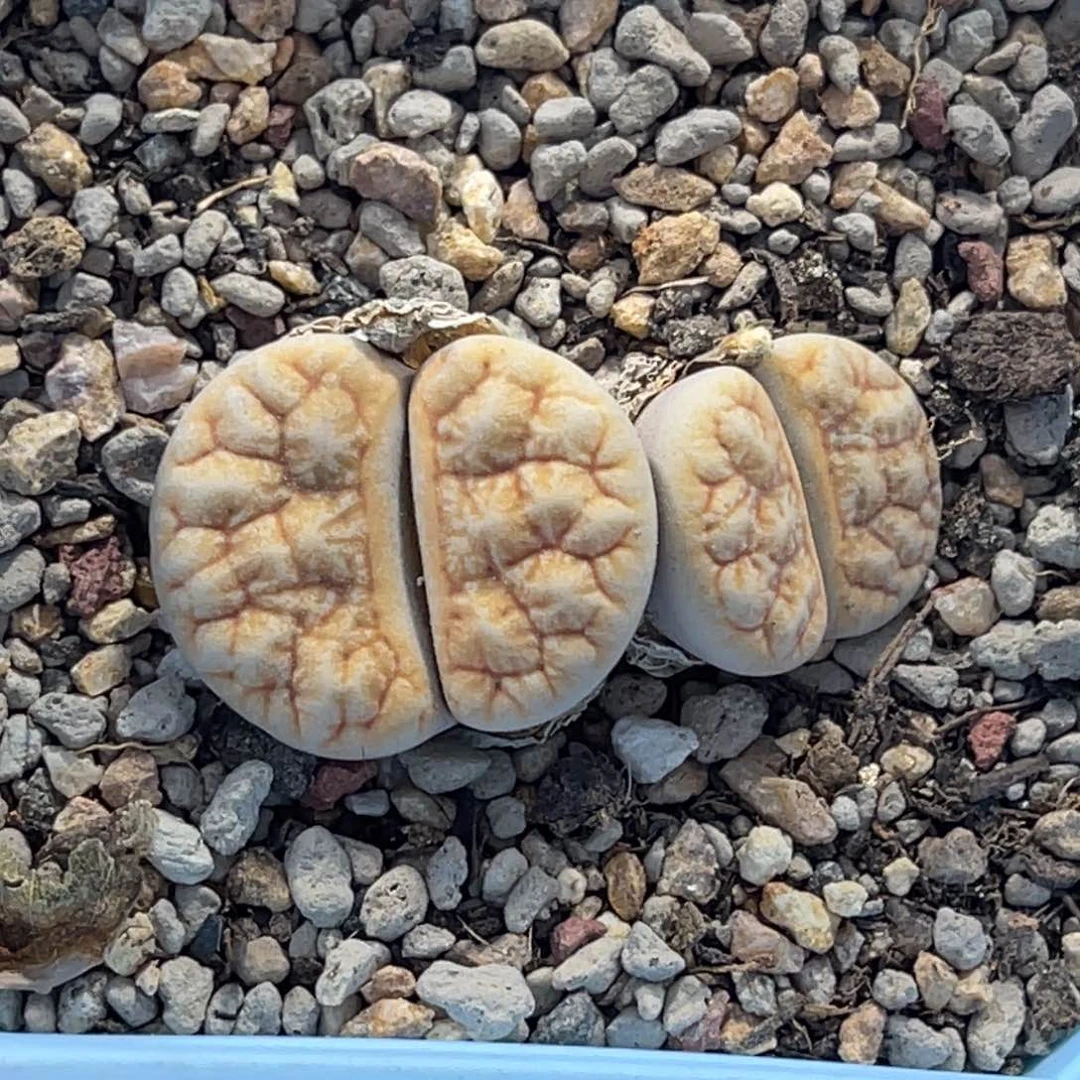 4007双头向日葵1群生