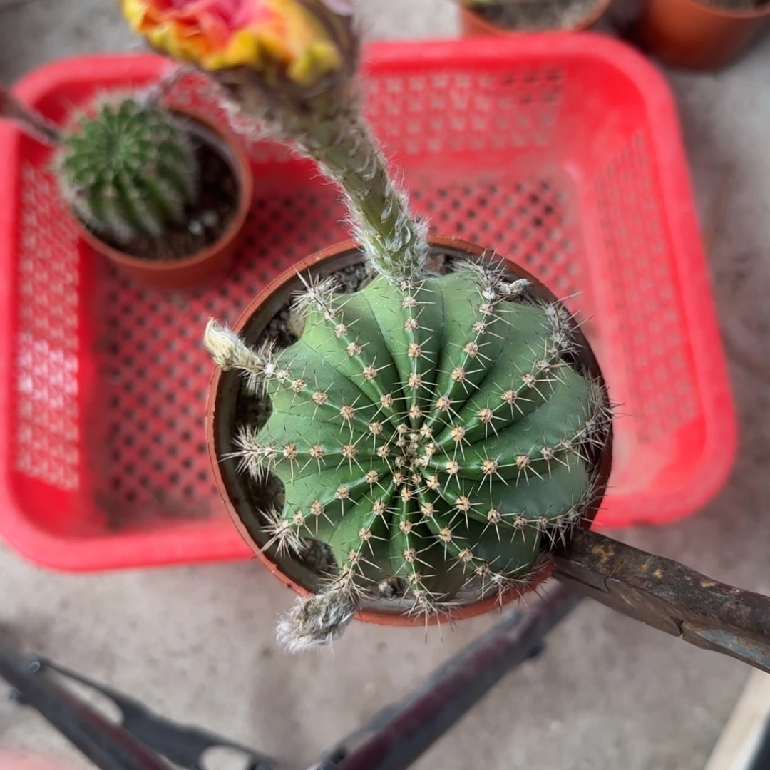 5***6无花朵彩草哈哈哈哈哈哈哈