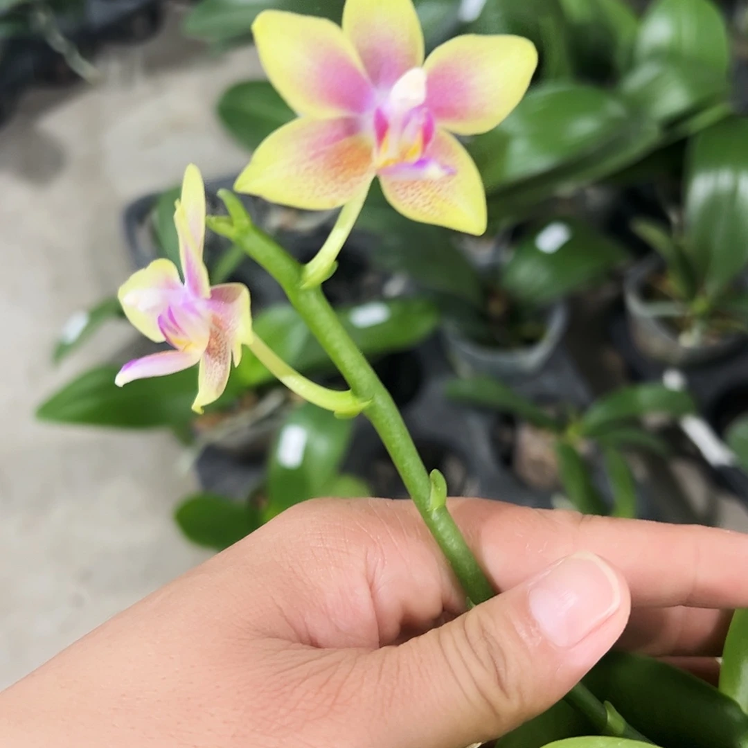 当前无花栽培后可以开花金树二代小苗凑单发货一颗不发货
