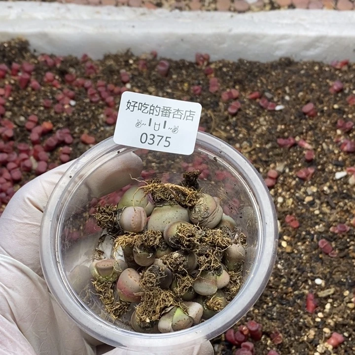 明*病0375。零下拍保温。