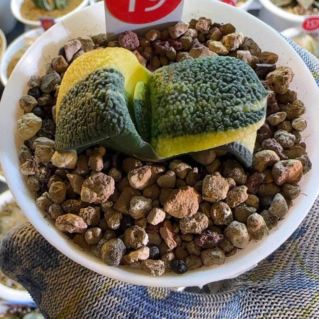 19卧牛锦 5 厘米左右一物一拍带盆