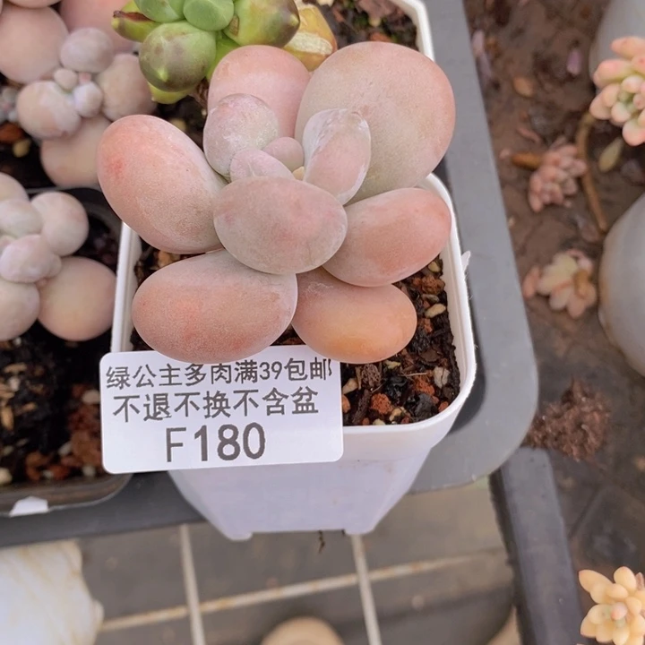 橙雪球6cm180多肉植物