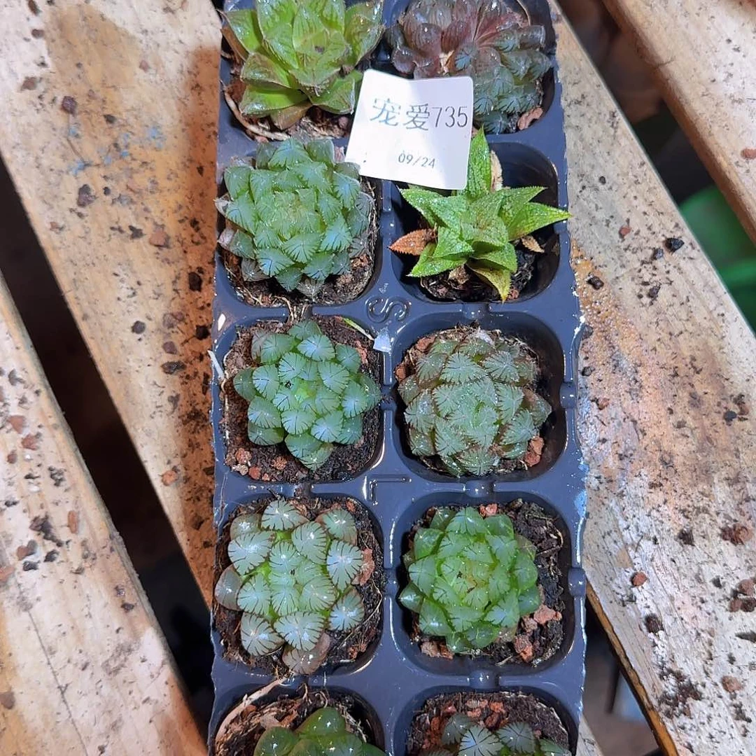 直播福利一物一拍735