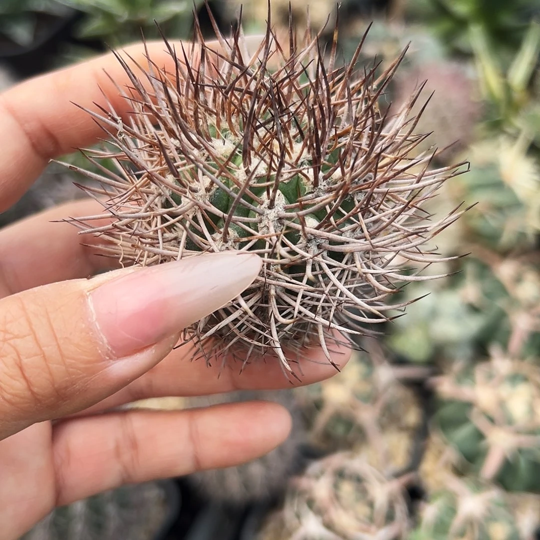 逆豹有根仙人球66666666