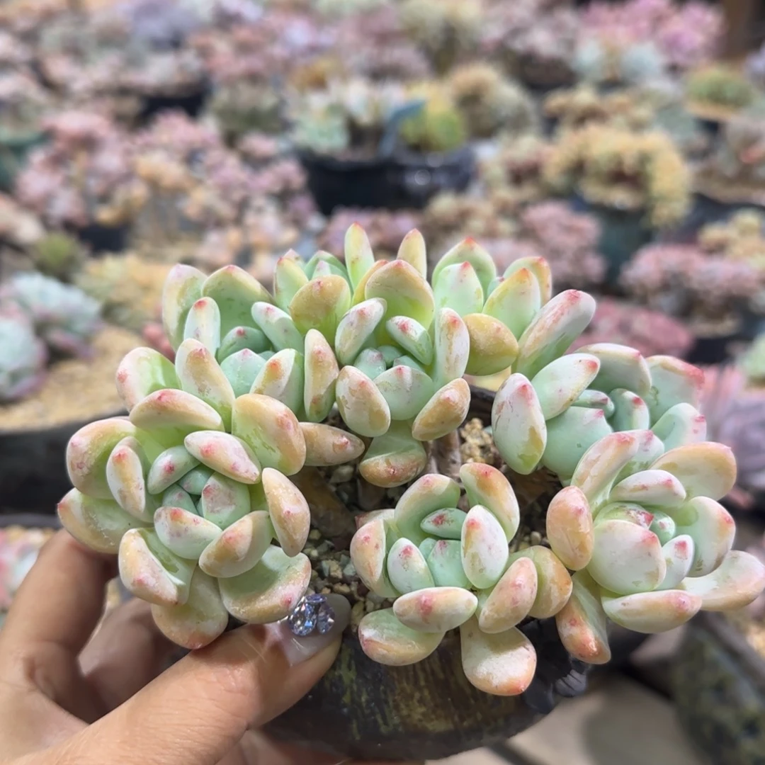 多肉老桩平头群生望舒