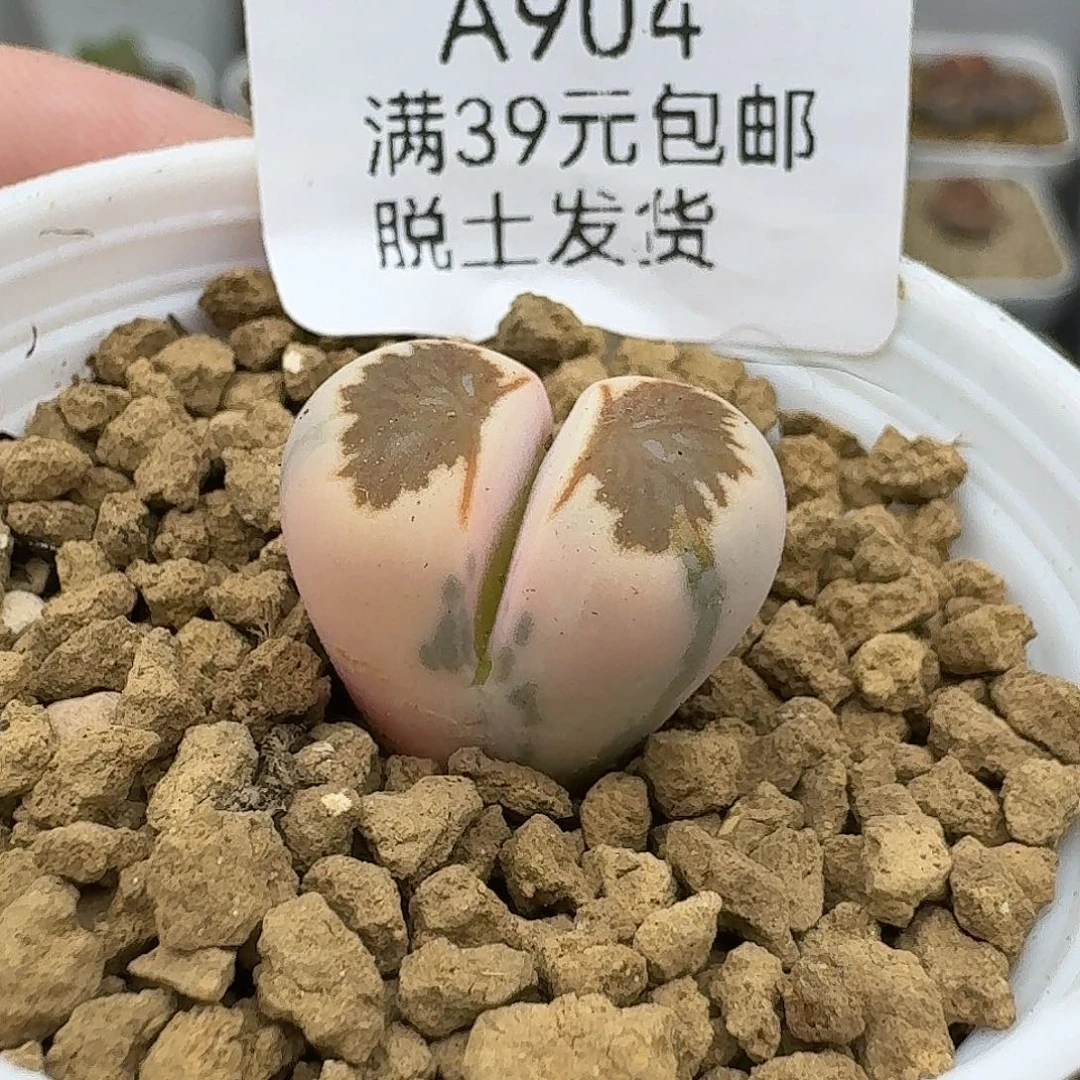 904多肉哈哈哈哈哈哈哈哈