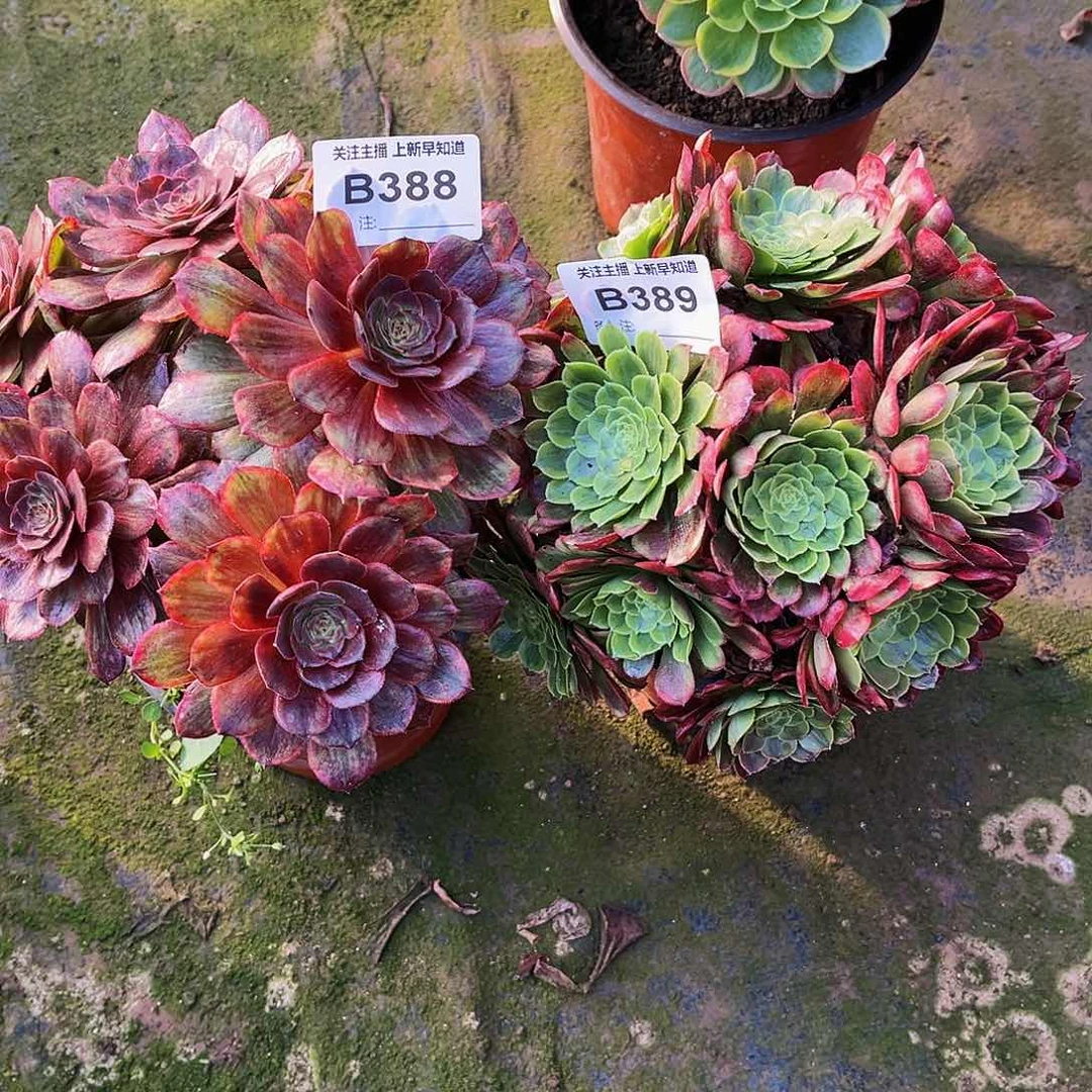 財*爺多肉植物388.389半夏，嘉年华