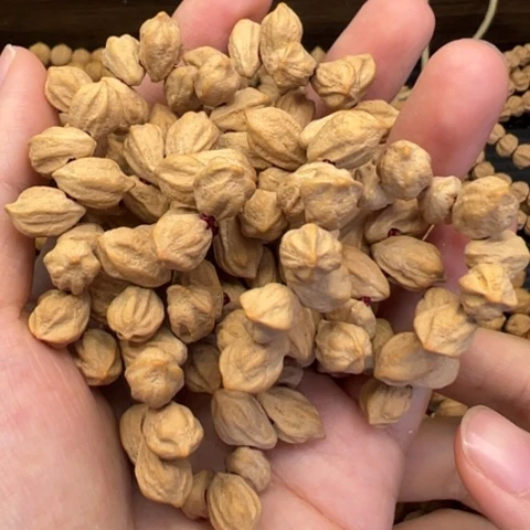 【闪购商品】吊坠柏香籽/百香籽大***子