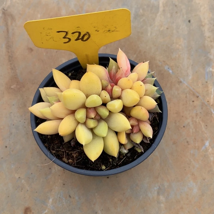 读肉皮子和欧727277273