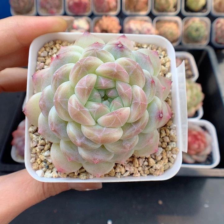 ℳ****多肉植物。 冰魄带盆土