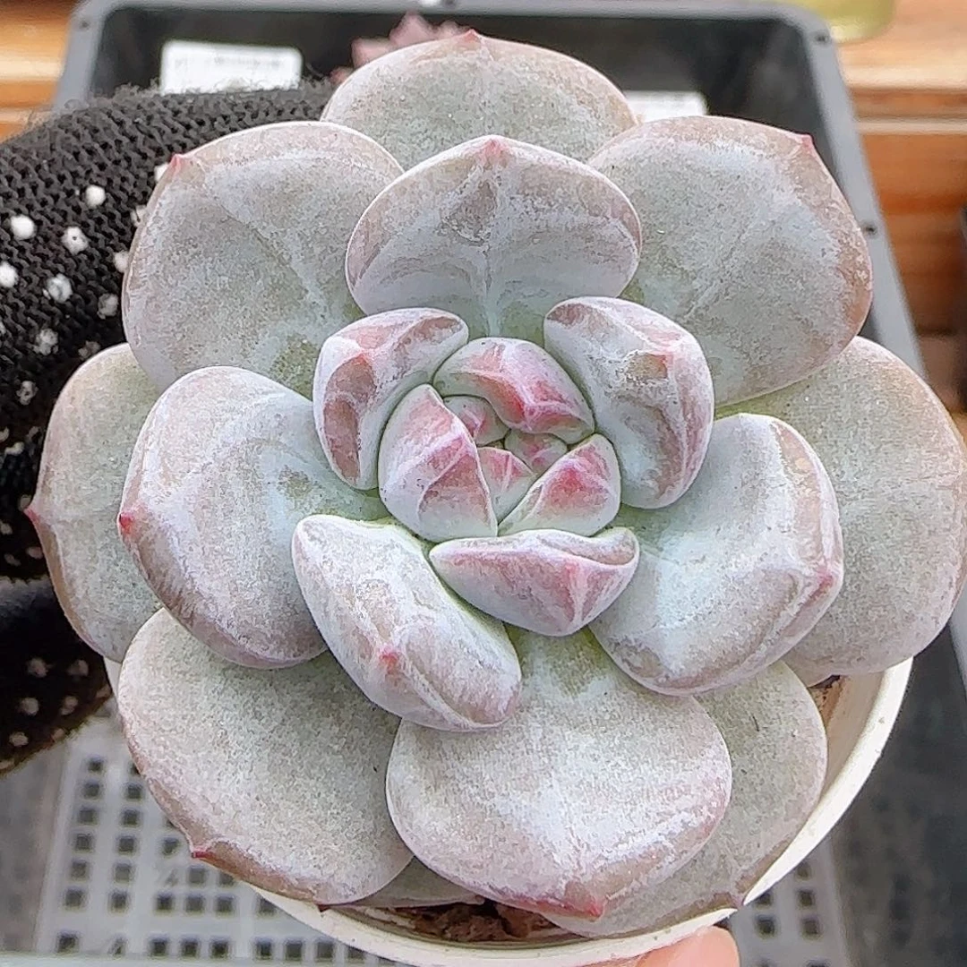 多肉0919--417石榴籽星影