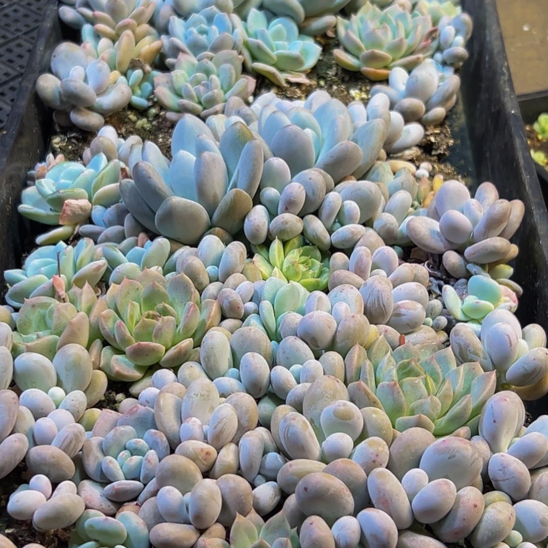 432多肉的小龙虾都有吃过吗我