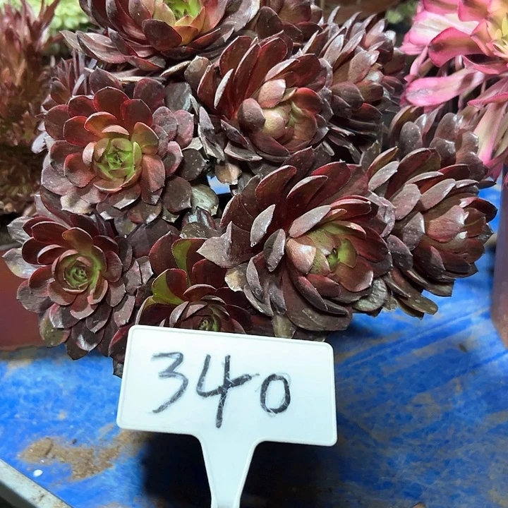 多肉植物黑膜法师